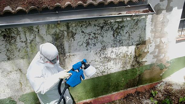 Top rated local Attic Mold Remediation specialists in Fountain Hills, AZ